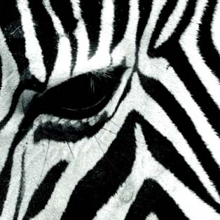 Tapety zebra