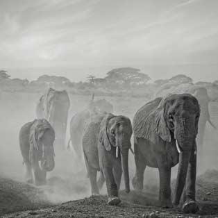 Obrazy na płótnie słoń