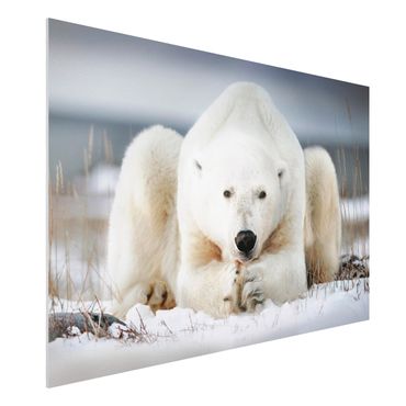 Obraz Forex - Przemyślany niedźwiedź polarny