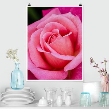 Plakat - Kwiat różowej róży na tle zieleni