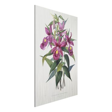Obraz Alu-Dibond - Maxim Gauci - Orchidea I