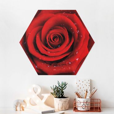 Obraz heksagonalny z Forex - Róża czerwona z kroplami wody