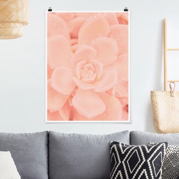 Plakat - Magia różowych kwiatów Echeveria