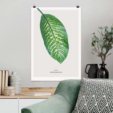 Plakat - Tropikalny liść Dieffenbachia