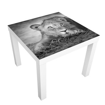 Okleina meblowa IKEA - Lack stolik kawowy - Czające się lwiątko
