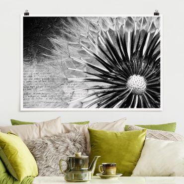 Plakat - Dandelion czarno-biały