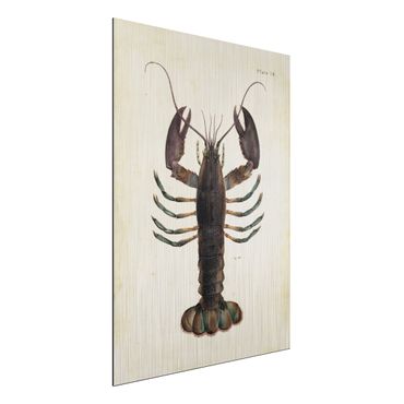 Obraz Alu-Dibond - Ilustracja homara w stylu vintage