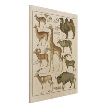 Obraz z drewna - Tablica edukacyjna w stylu vintage Żyrafa, wielbłąd i lama