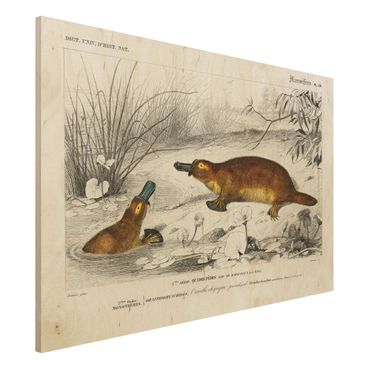 Obraz z drewna - Tablica edukacyjna w stylu vintage Platypus