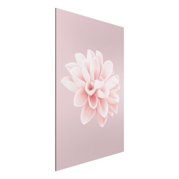 Obraz Alu-Dibond - Kwiat dalii Lawendowy Różowy Biały
