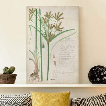 Obraz na płótnie - Rysunki botaniczne w stylu vintage Trawy I