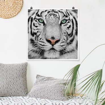 Plakat - Biały tygrys