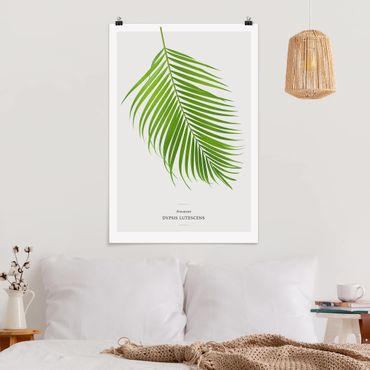 Plakat - Tropikalny liść palmy Areca