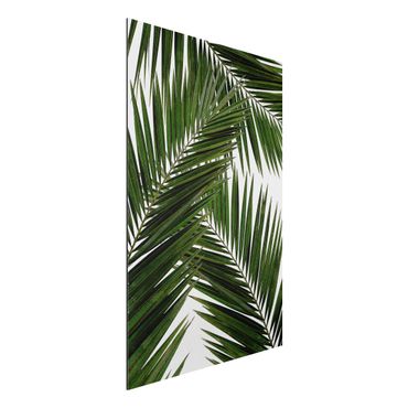 Obraz Alu-Dibond - Widok przez zielone liście palmy