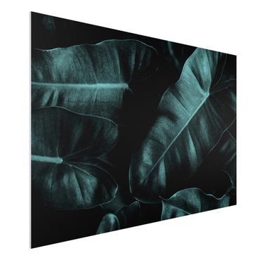 Obraz Forex - Liście dżungli ciemnozielone