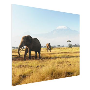 Obraz Forex - Słonie na tle Kilimandżaro w Kenii