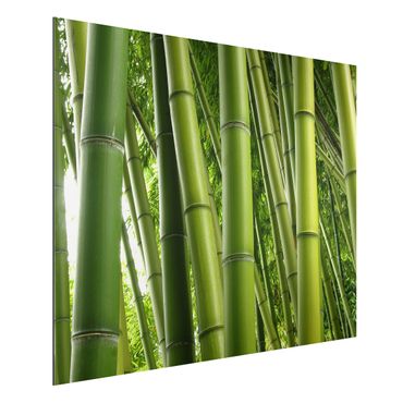 Obraz Alu-Dibond - Drzewa bambusowe Nr 1
