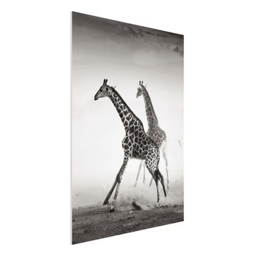 Obraz Forex - Polowanie na żyrafę