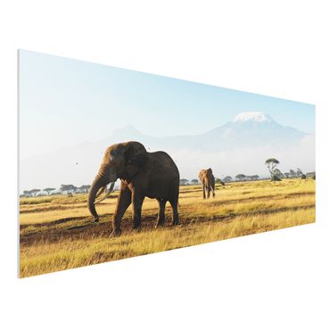 Obraz Forex - Słonie na tle Kilimandżaro w Kenii