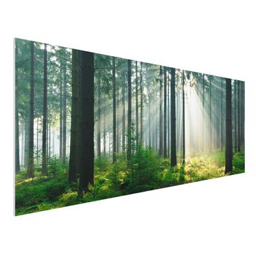 Obraz Forex - Świetlany las