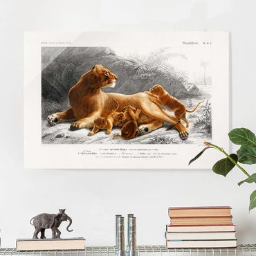 Obraz na szkle - Tablica edukacyjna w stylu vintage Lwica z młodymi lwiątkami