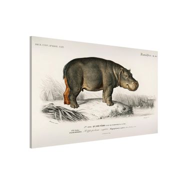 Tablica magnetyczna - Tablica edukacyjna w stylu vintage Hipopotam
