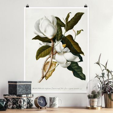 Plakat - Georg Dionysius Ehret - Magnolia