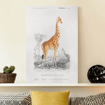 Obraz na płótnie - Tablica edukacyjna w stylu vintage Tablica dydaktyczna w stylu vintage Żyrafa