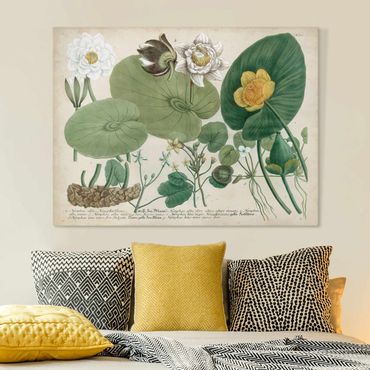 Obraz na płótnie - Ilustracja w stylu vintage Biała lilia wodna
