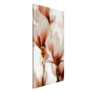 Tablica magnetyczna - Delikatne kwiaty magnolii w grze świateł