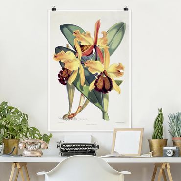 Plakat - Walter Hood Fitch - Orchidea