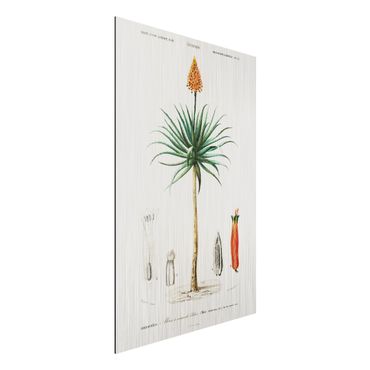Obraz Alu-Dibond - Botanicals Vintage Illustration Aloe Orange Blossom
