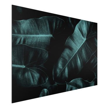 Obraz Alu-Dibond - Liście dżungli ciemnozielone