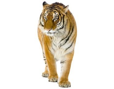 Naklejka na ścianę - Nr 128 Tygrys indyjski