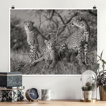 Plakat - Trzy gepardy