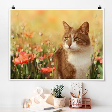 Plakat - Kot w makowym polu