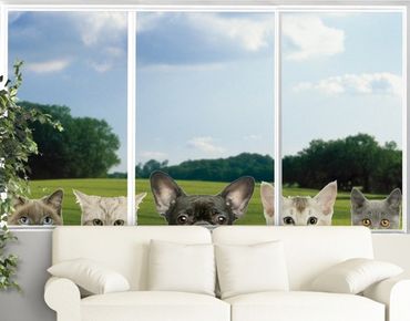 Naklejka na okno - Koty z psimi oczami