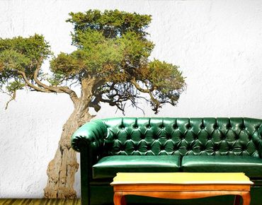 Naklejka na ścianę - Nr 394 Drzewo oliwne