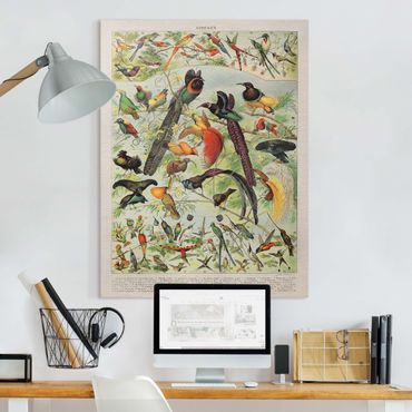 Obraz na płótnie - Tablica edukacyjna w stylu vintage Rajskie ptaki