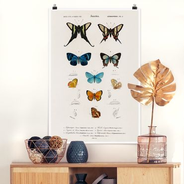 Plakat - Tablica edukacyjna w stylu vintage Motyle I