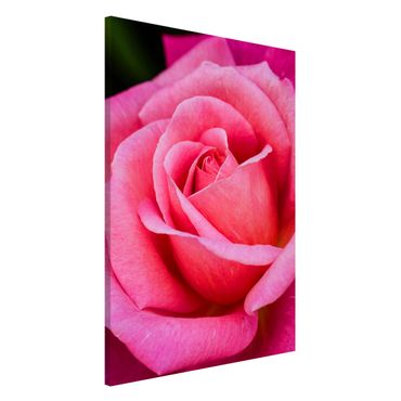 Tablica magnetyczna - Kwiat różowej róży na tle zieleni
