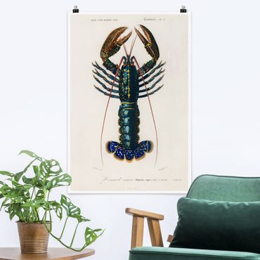 Plakat - Tablica edukacyjna w stylu vintage Niebieski homar