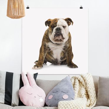 Plakat - Bulldog
