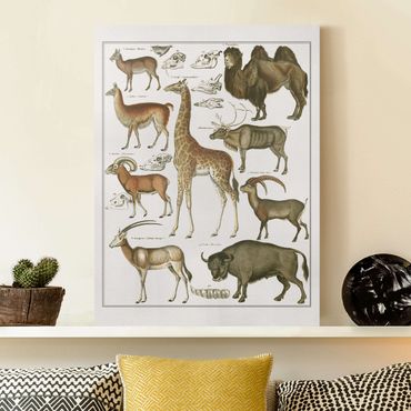 Obraz na płótnie - Tablica edukacyjna w stylu vintage Żyrafa, wielbłąd i lama