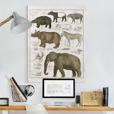 Obraz na płótnie - Tablica edukacyjna w stylu vintage Słonie, zebry i nosorożce