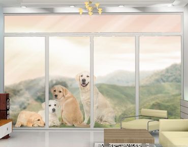 Naklejka na okno - Portait labradorów i Złotoen retrieverów