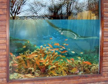 Folia okienna - Zestaw ryb rafy koralowej