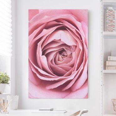 Obraz na płótnie - Różowy kwiat róży