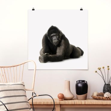 Plakat - Recumbent Gorilla II