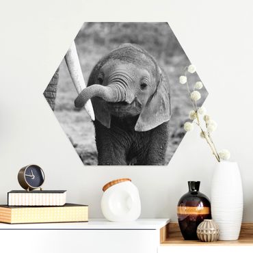 Obraz heksagonalny z Alu-Dibond - Baby słoń